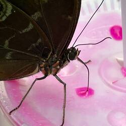 ...and then my fruity drink