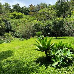 Monteverde - green mountain - perfect name