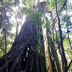 and climb up again within a hollow tree