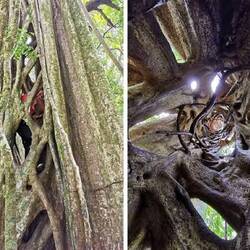 internet - hollow tree