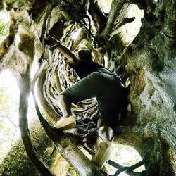 Internet: hollow tree