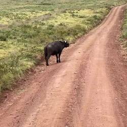 Heading for the waterhole