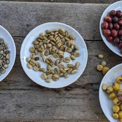 Die Kaffeebohne in den verschiedenen Stadien