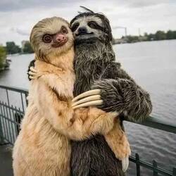 big love - 2 and 3 toes sloths