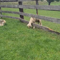 Das Gras ist auf der anderen Seite immer grüner