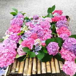 Heureux anniversaire à ma maman 💜