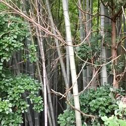 Le chant des bambous...