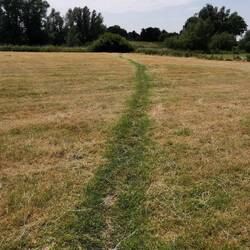 Und so geht der Weg weiter: quer über die Wiese