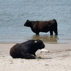 Und auch hier leben freilebende Bisons