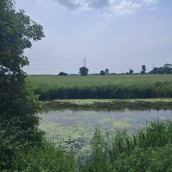 Along the Royal military canal