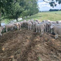 Look at the knackers on that