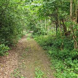 Footpath down to Wernog Wood
