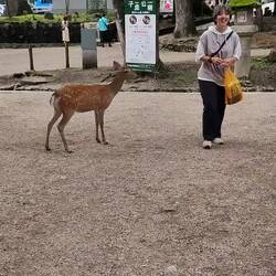 Les daims ont appris à imiter les hommes pour obtenir des galettes de riz et ça marche !