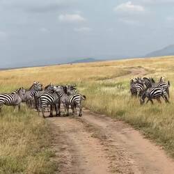 Zebra twitching!