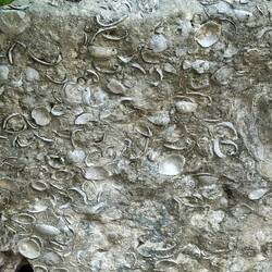 Reminder that central America evolved from the sea