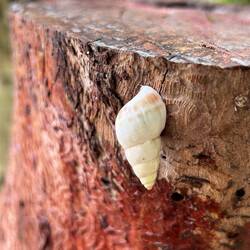 ein Baumschneckchen