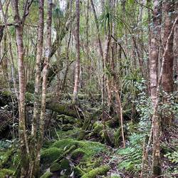 Tag 2 ging es durch den Wald