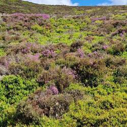 Heather on the hillside looking very colourful