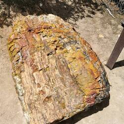 Versteinertes Holz