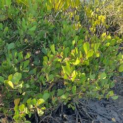 Osbornia octodonta (Myrtle mangrove).