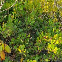 Osbornia octodonta, red petioles showing