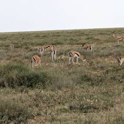 Grant's gazelle - white patch on rear end does not extend above the tail