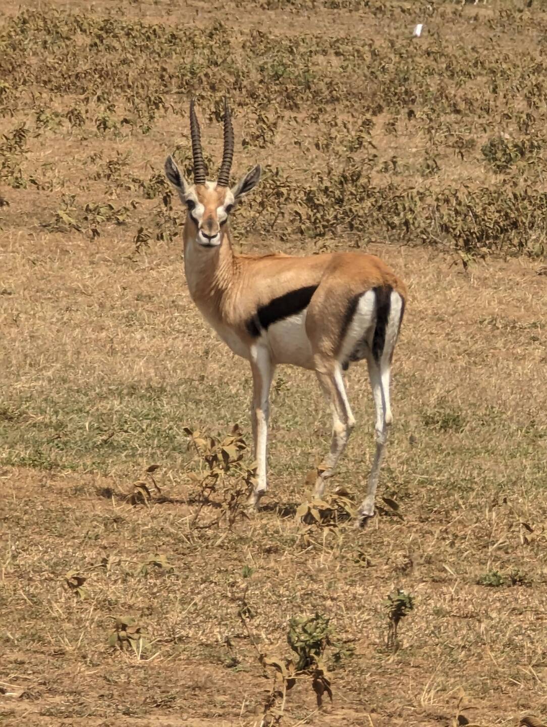 Thompson gazelle - both male & female have horns