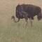 While eating, the ostrich pops its head up periodically, checking for predators