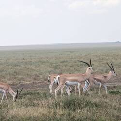 Grant's gazelle - white patch on rear end extends above the tail