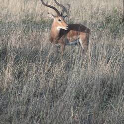 Daddy Impala