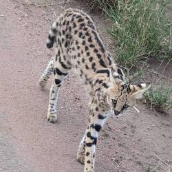 The serval cat - unlike the leopard, it is active during the day as well as night