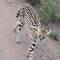 The serval cat - unlike the leopard, it is active during the day as well as night