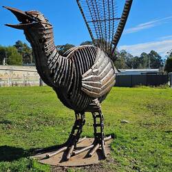 Lyre Bird, CAnn River