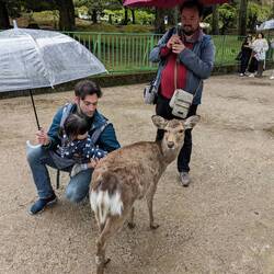 Un cerf pas farouche