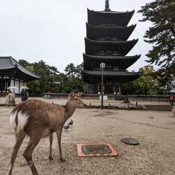 Nihonjika et la pagode de 50 m