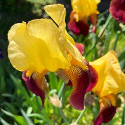 Gorgeous irises