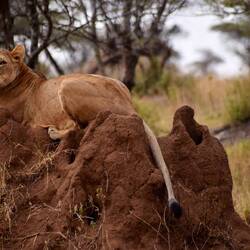 Proud Mama watching over her cubs.