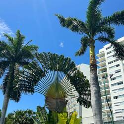 Ich nenn sie einfach mal Fächerpalme.