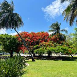 the red tree pimps up every park