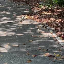 ich könnte ihnen ständig hinterlaufen wegen der lustigen Rückansicht