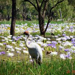 Brolga