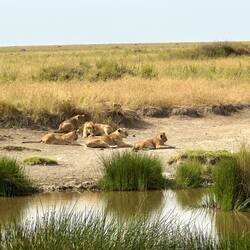 Such a big group of Lions.