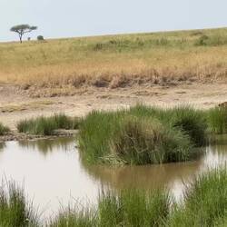 Its obviously a favourite lion hangout.