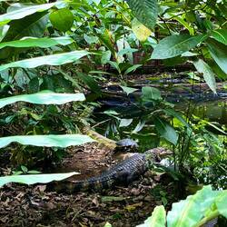 Das Krokodil (Kaiman) isch au as Hustier ghalte worde und hed es Aggressionsproblem 🙈