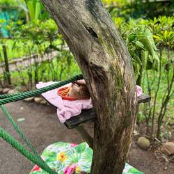 Die härzige Zweiklauefultier hend en Gendefekt und sind vom Mami usstosse worde