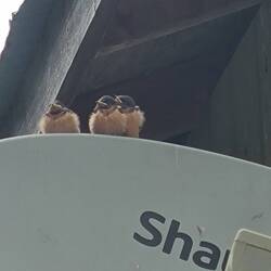 Fledglings outside the laundry room