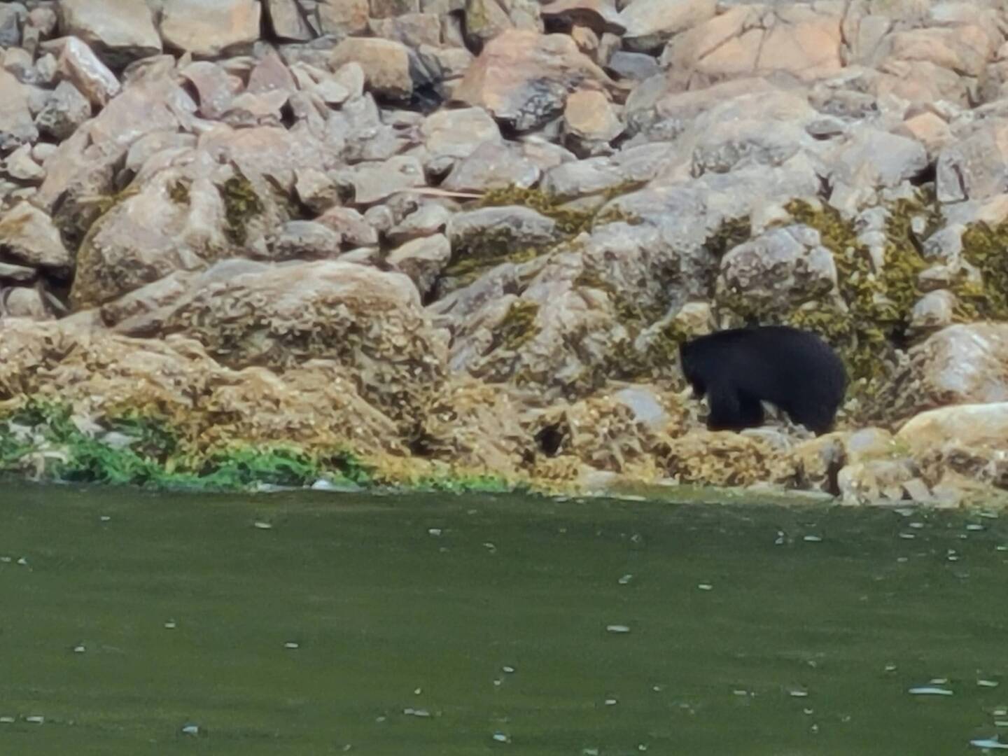 Black bear having breakfast