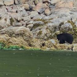 Black bear having breakfast
