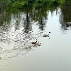 Family of geese on the river next to Isabelle's sisters place.