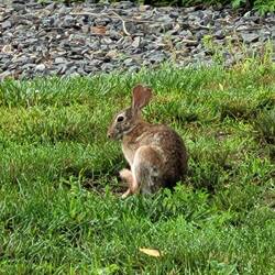 Fruehmorgentlicher Besuch
